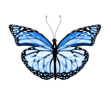 Renk kelebeği, beyaz arkaplanda izole