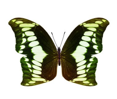 Renk kelebeği, beyaz arkaplanda izole