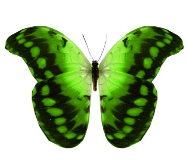 Renk kelebeği, beyaz arkaplanda izole