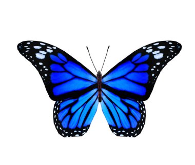 Renk kelebeği, beyaz arkaplanda izole