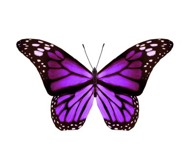 Renk kelebeği, beyaz arkaplanda izole