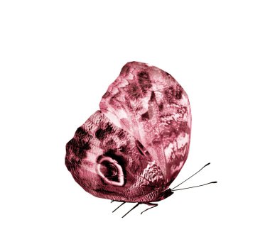 Renk kelebeği, beyaz arkaplanda izole