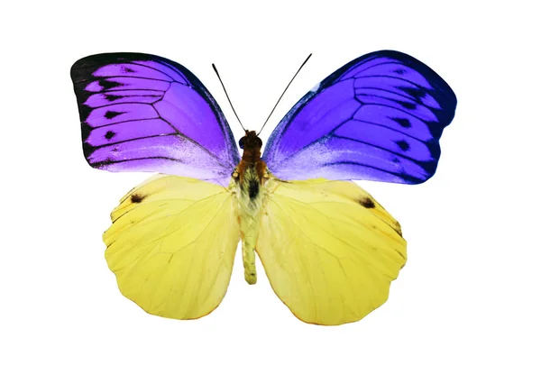 Papillon couleur, isolé sur fond blanc — Photo