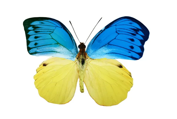Kupu-kupu warna, diisolasi pada latar belakang putih — Stok Foto