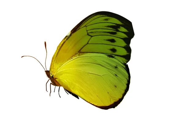 Mariposa de color, aislada sobre fondo blanco — Foto de Stock