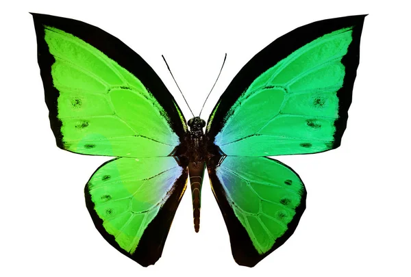 Mariposa de color, aislada sobre fondo blanco — Foto de Stock