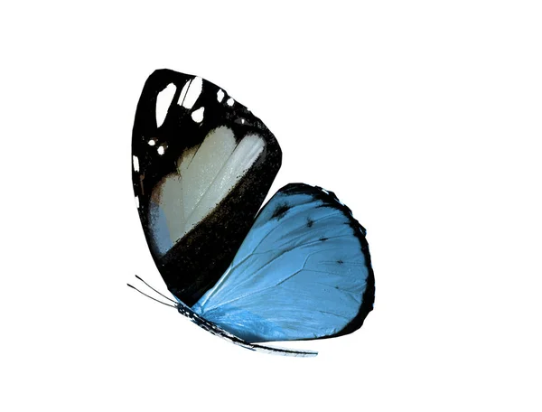 Papillon couleur, isolé sur fond blanc — Photo