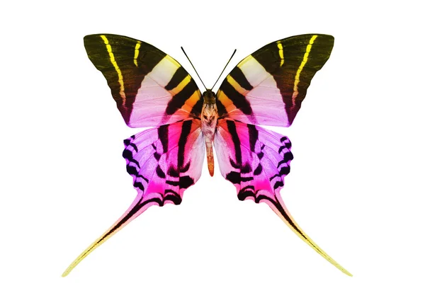 Mariposa de color, aislada sobre fondo blanco —  Fotos de Stock
