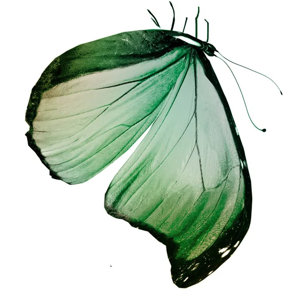 Färg fjäril, isolerad på vit bakgrund — Stockfoto