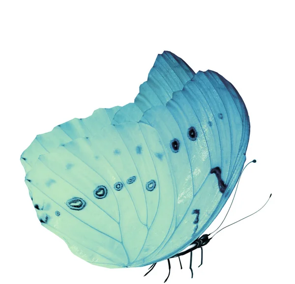 Farve sommerfugl, isoleret på hvid baggrund - Stock-foto