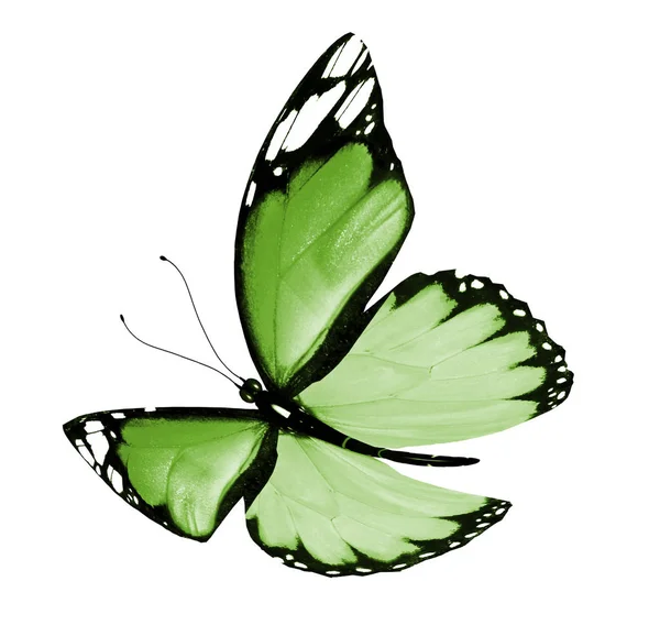 Papillon couleur, isolé sur fond blanc — Photo