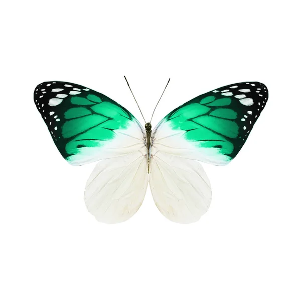 Color butterfly , isolated on white background — Stock Photo, Image