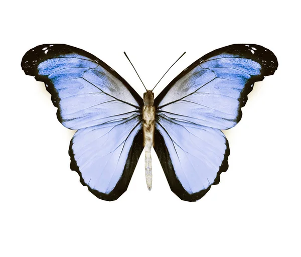 Väri perhonen, eristetty valkoisella pohjalla — kuvapankkivalokuva