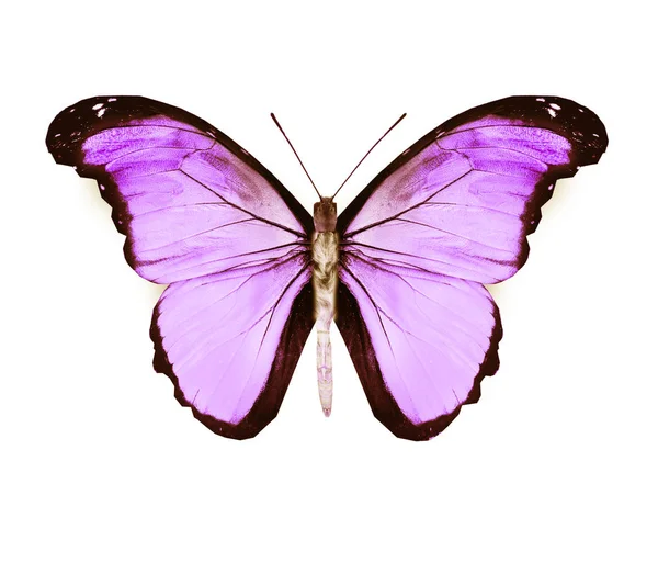 Mariposa de color, aislada sobre fondo blanco — Foto de Stock