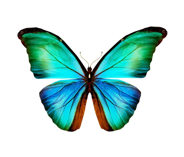 Papillon couleur, isolé sur fond blanc — Photo