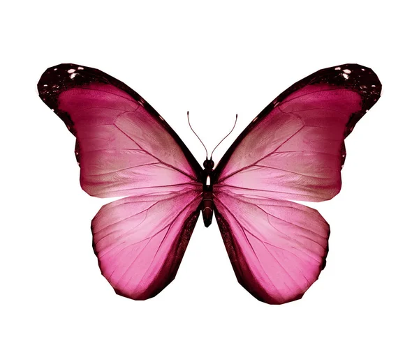 하얀 배경에 고립된 채색 나비 — 스톡 사진