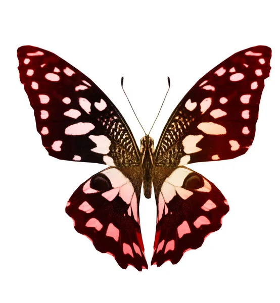Kolor motyl, izolowane na białym tle — Zdjęcie stockowe