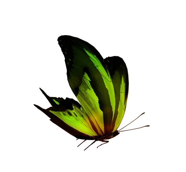 Fargesommerfugl, isolert på hvit bakgrunn – stockfoto