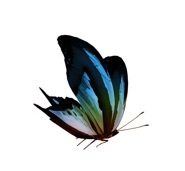 Fargesommerfugl, isolert på hvit bakgrunn – stockfoto