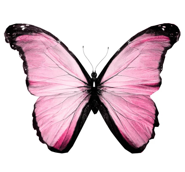 Farfalla di colore, isolata su sfondo bianco — Foto Stock