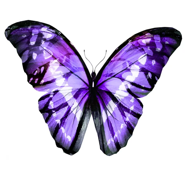 白い背景に隔離された色蝶 — ストック写真