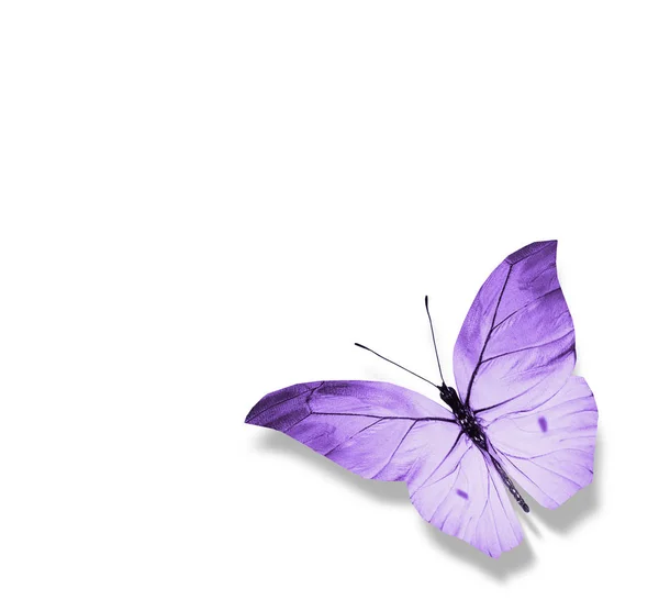 Color butterfly , isolated on white background — Stock Photo, Image