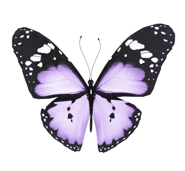 Väri perhonen, eristetty valkoisella pohjalla — kuvapankkivalokuva