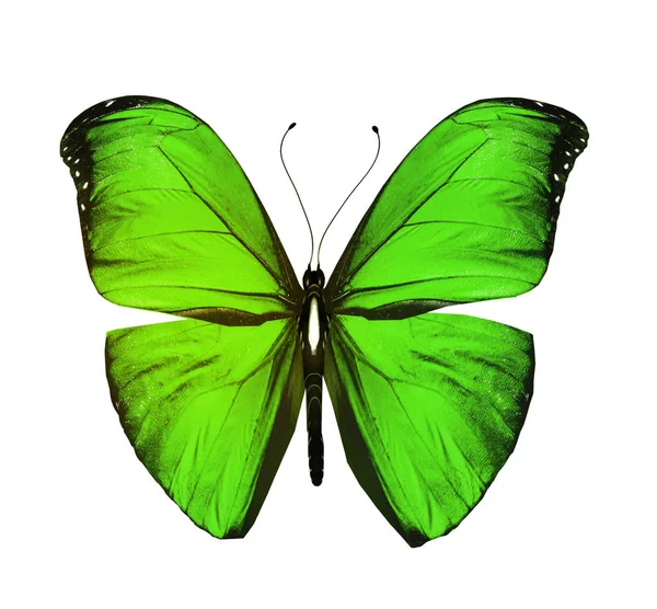 Renk kelebeği, beyaz arkaplanda izole — Stok fotoğraf