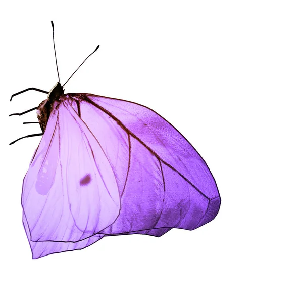 Mariposa de color, aislada sobre fondo blanco —  Fotos de Stock