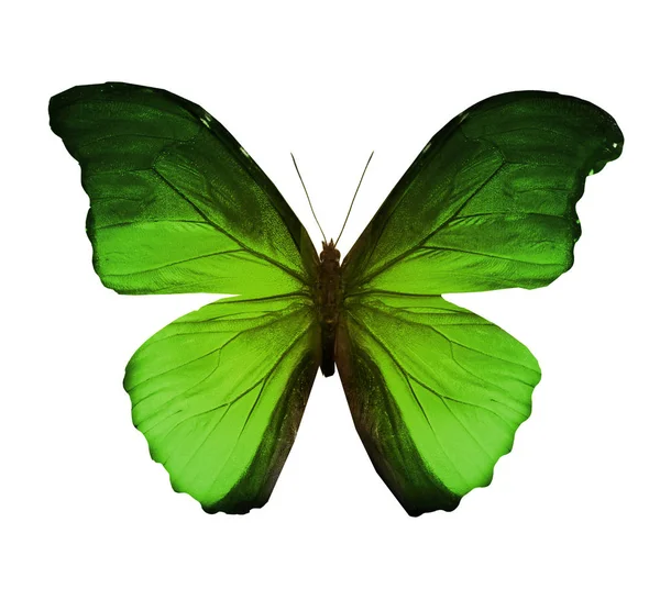 Renk kelebeği, beyaz arkaplanda izole — Stok fotoğraf