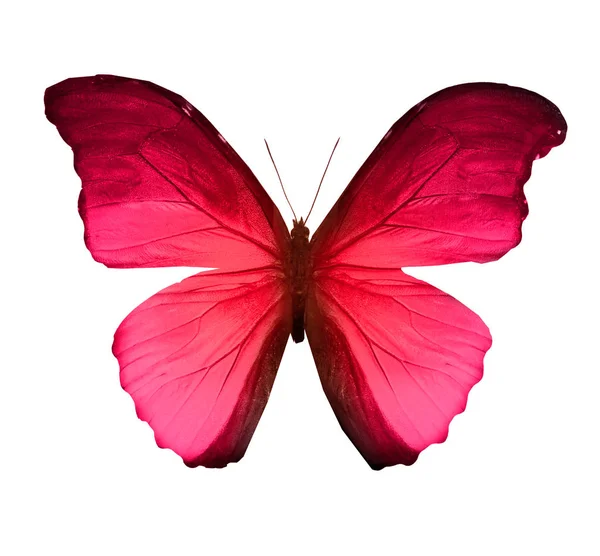하얀 배경에 고립된 채색 나비 — 스톡 사진