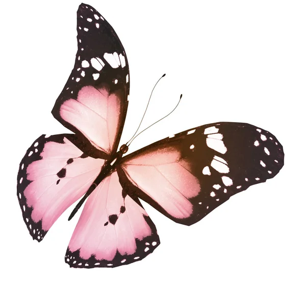Fluture de culoare, izolat pe fundal alb — Fotografie, imagine de stoc