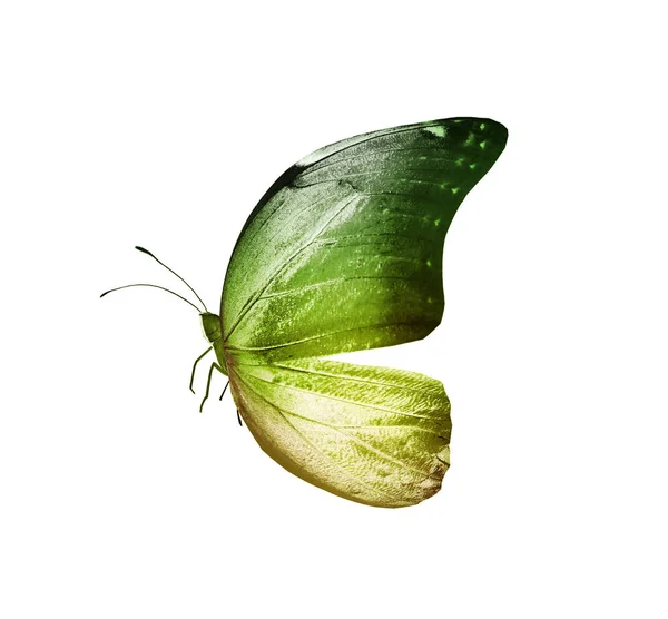 Color butterfly , isolated on white background — Stock Photo, Image