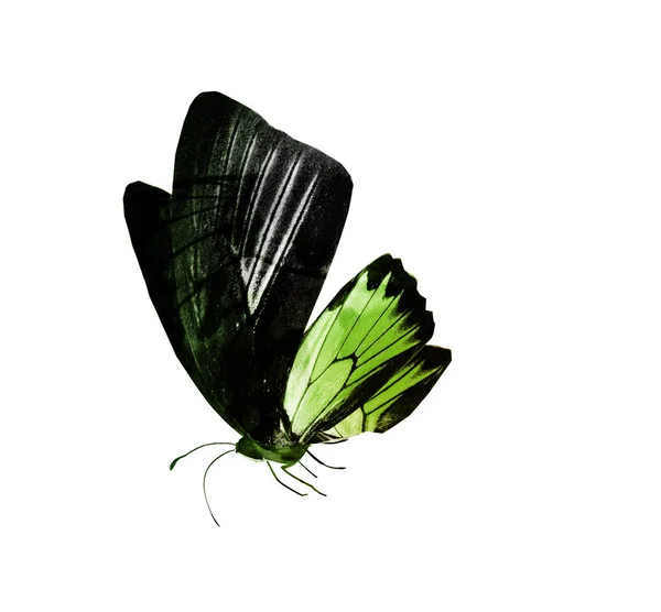 Színes pillangó, elszigetelt fehér háttér — Stock Fotó