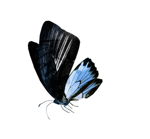 Kleur vlinder, geïsoleerd op witte achtergrond — Stockfoto