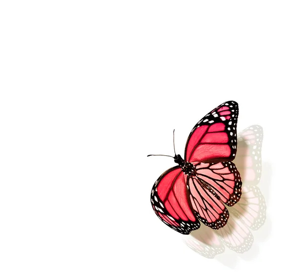 Mariposa de color, aislada sobre fondo blanco — Foto de Stock