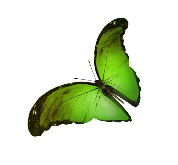 Color butterfly , isolated on white background — Stock Photo, Image