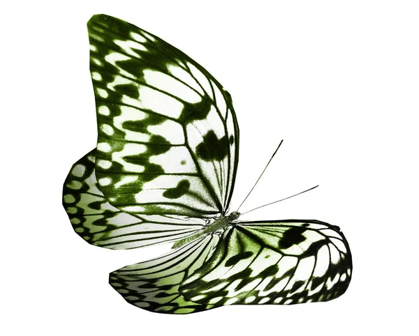 Kolor motyl, izolowane na białym tle — Zdjęcie stockowe