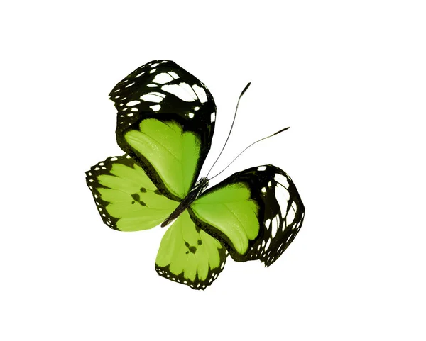 Mariposa de color, aislada sobre fondo blanco — Foto de Stock