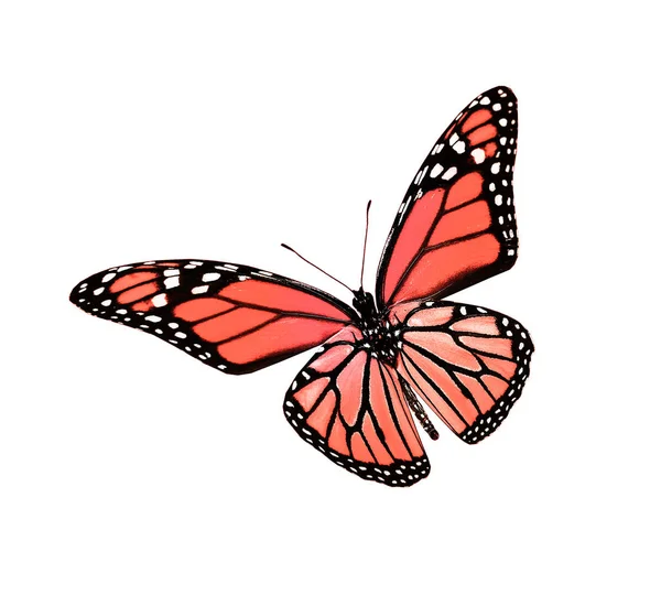 Farbe Schmetterling, isoliert auf weißem Hintergrund — Stockfoto