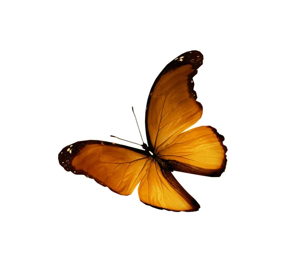 Color butterfly , isolated on white background — Stock Photo, Image