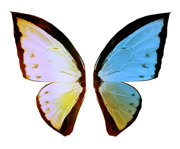 Mariposa de color, aislada sobre fondo blanco —  Fotos de Stock