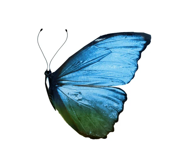 Χρώμα πεταλούδα, απομονώνονται σε λευκό φόντο — Φωτογραφία Αρχείου