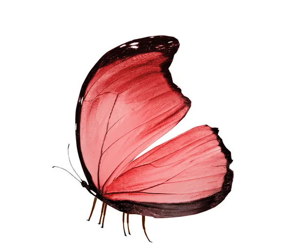 Кольоровий метелик, ізольований на білому тлі — стокове фото