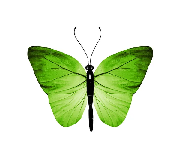 Kleur vlinder, geïsoleerd op witte achtergrond — Stockfoto