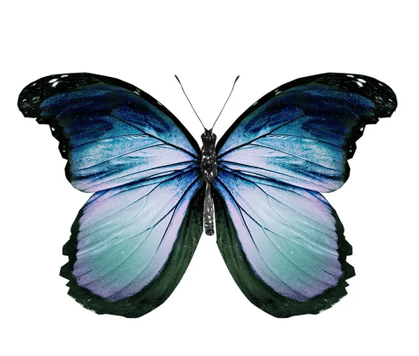 Mariposa de color, aislada sobre fondo blanco — Foto de Stock