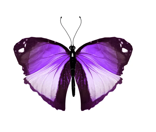 Mariposa de color, aislada sobre fondo blanco — Foto de Stock