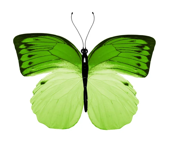 Кольоровий метелик, ізольований на білому тлі — стокове фото