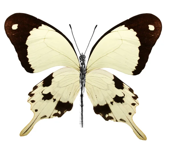 Papillon couleur, isolé sur fond blanc — Photo