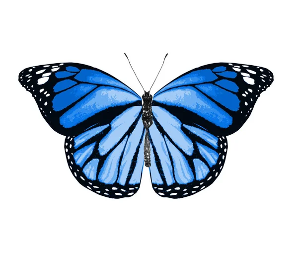 Barevný motýl, izolovaný na bílém pozadí — Stock fotografie